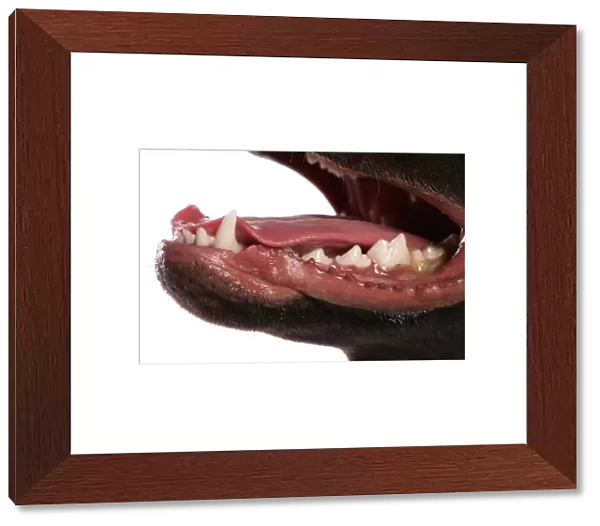 Domestic Dog, Chocolate Labrador Retriever, puppy, close-up of teeth