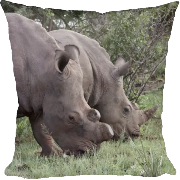 White Rhino one with horns removed as an anti poaching measure - South Africa