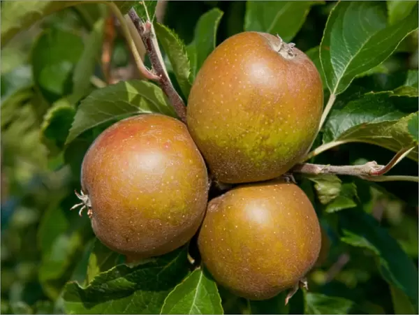 Cultivated Apple (Malus domestica) Egremont Russet, close-up of fruit, growing in orchard, Norfolk, England, august