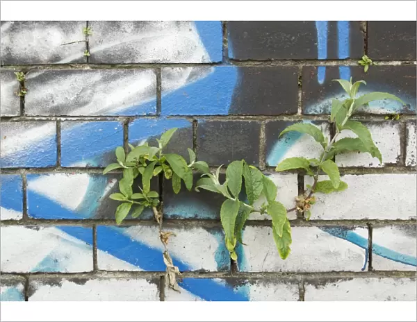 Buddleia (Buddleia davidii) garden escapee, growing in crevice of graffiti covered wall in city centre, Sheffield