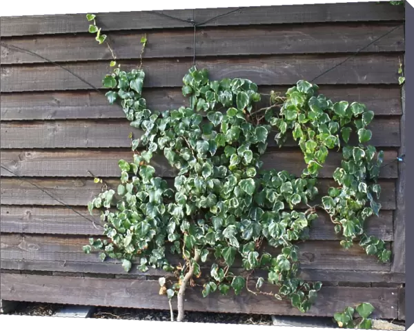 Common Ivy (Hedera helix) variegated leaves, trained on wire supports up garden shed, Bacton, Suffolk, England, october