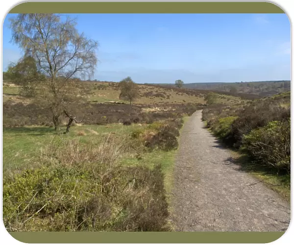 View of track through heathland habitat, Sherbourne Valley, Cannock Chase, Staffordshire, England, april