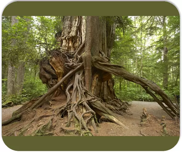Western Red Cedar (Thuja plicata) Big Cedar, trunk, Olympic N. P. Washington State, U. S. A