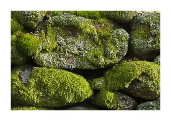 Mosses and lichens covering boulders in granite drystone wall, Muir of Dinnet National Nature Reserve, Deeside
