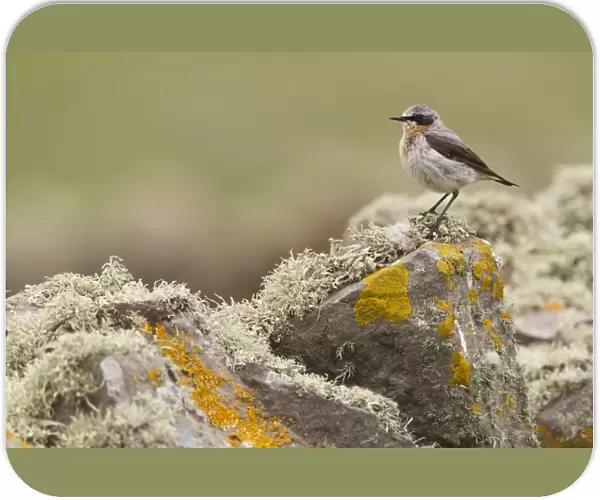 Northern Wheatear (Oenanthe oenanthe) adult male, perched on lichen covered drystone wall, Shetland Islands, Scotland