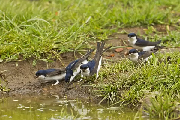 House Martin (Delichon urbica) five adults, collecting mud for nesting material from puddle on farmland, Warwickshire