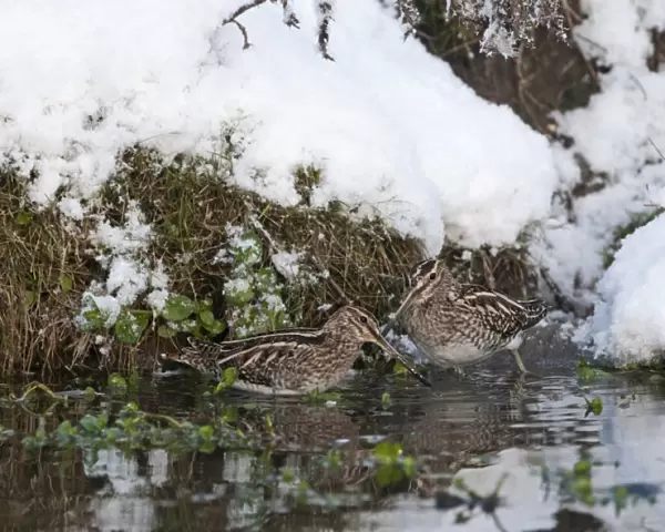 Common Snipe (Gallinago gallinago) two adults, feeding in water at edge of snow covered bank, Norfolk, England