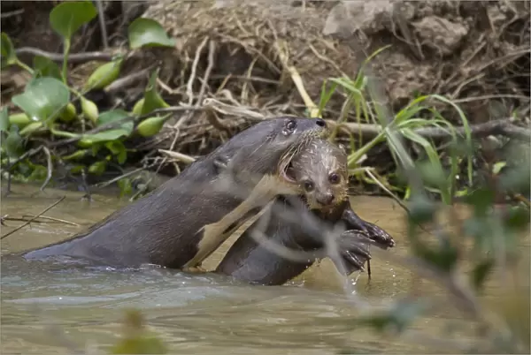 Giant Otter (Pteronura brasiliensis) adult, swimming and carrying young in mouth, Paraguay River, Pantanal