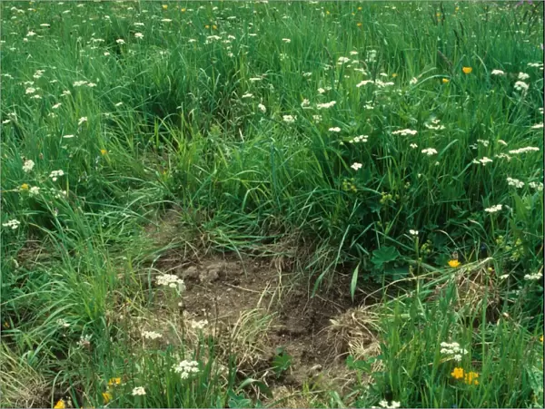 Eurasian Wild Boar (Sus scrofa castilianus) diggings for Pignut (Conopodium majus) tubers, Val d Aran, Pyrenees