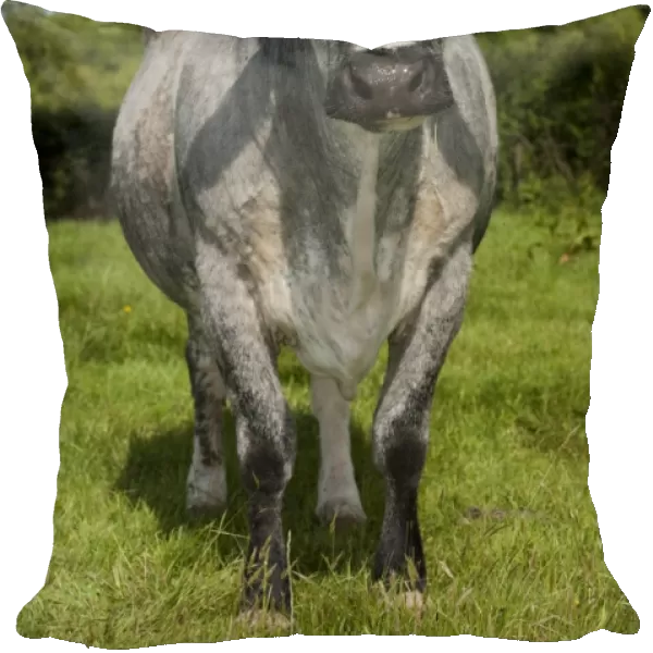 Domestic Cattle, suckler beef cow, standing in pasture, Devon, England, may