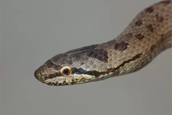 Smooth Snake (Coronella austriaca) adult, close-up of head, Cannobina Valley, Piedmont, Northern Italy, july