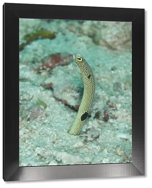 Spotted Garden Eel (Heteroconger hassi) adult, emerging from burrow, Sipadan Island, Sabah, Borneo, Malaysia