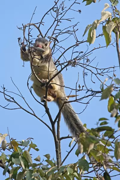 Grizzled Giant Squirrel (Ratufa macroura) adult, feeding on fruit in tree, Sri Lanka, december
