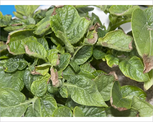 Potato (Solanum tuberosum) boron deficiency, close-up of leaves