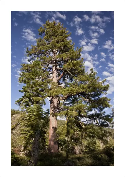 Jeffrey Pine (Pinus jeffreyi) old tree, habit, growing at high altitude, Sierra Nevada, Cailfornia, U. S. A. july