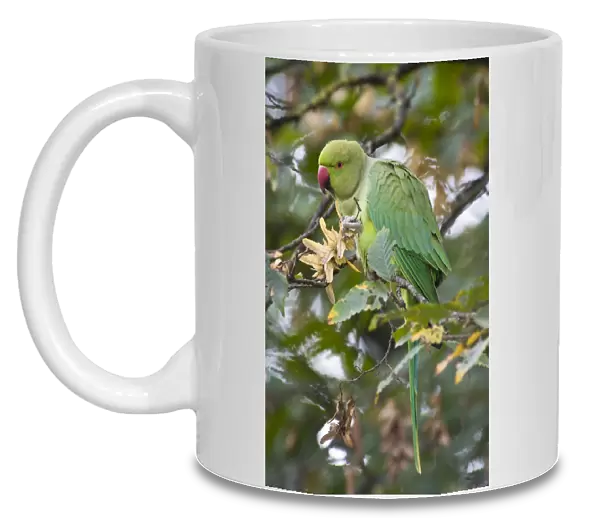 Rose-ringed Parakeet (Psittacula krameri) introduced species, adult female, feeding on seeds in tree, Richmond Park