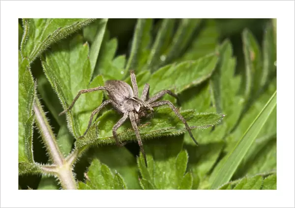 Nursery-web Spider (Pisaura mirabilis) adult female, resting on leaf, Crossness Nature Reserve, Bexley, Kent, England