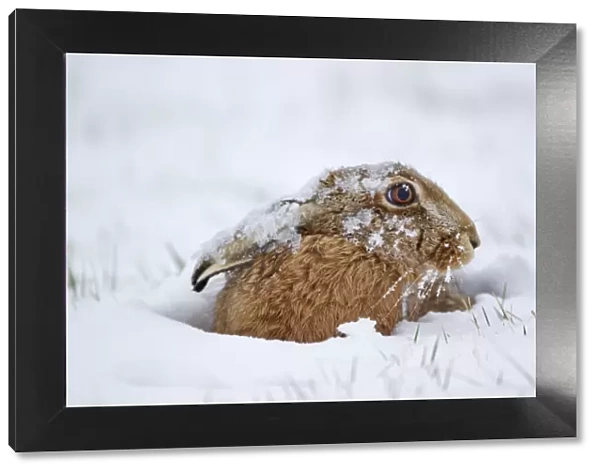 European Hare (Lepus europaeus) adult, sitting in snow, Suffolk, England, february