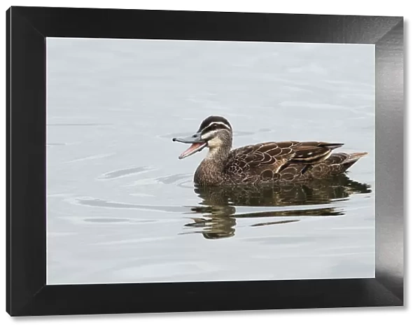 Pacific Black Duck (Anas superciliosa) adult male, calling and swimming on lake in parkland, Perth, Western Australia