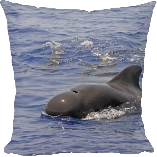 Short-finned Pilot Whale (Globicephala macrorhynchus) adult male, surfacing from water, Maldives, march
