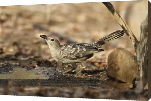 Great Bowerbird (Chlamydera nuchalis) adult, drinking from puddle, Kakadu N. P. Northern Territory, Australia