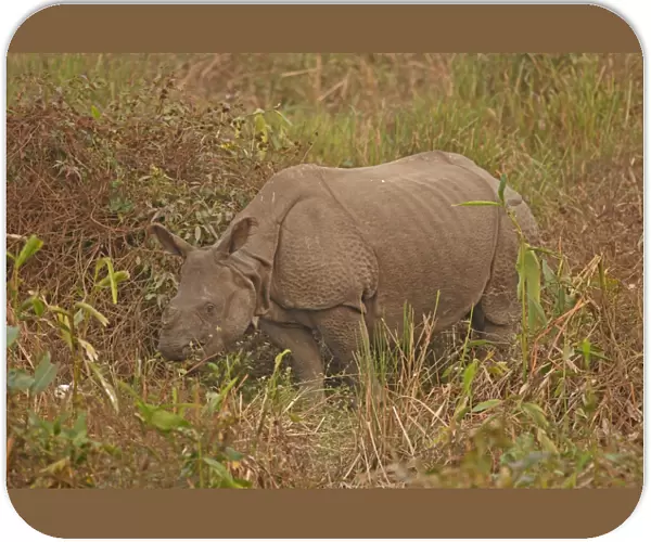 Indian Rhinoceros (Rhinoceros unicornis) adult, feeding, standing in vegetation, Kaziranga N. P. Assam, India, january