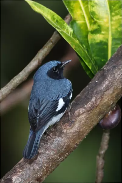 Black-throated Blue Warbler (Dendroica caerulescens) adult male, perched on branch, Port Antonio, Jamaica, march