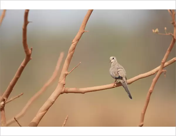 Namaqua Dove (Oena capensis) adult female, perched on branch, Gambia, february