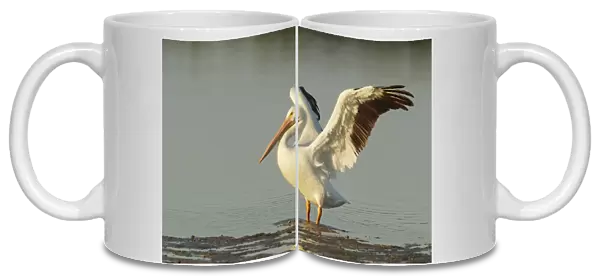 American White Pelican (Pelecanus erythrorhynchos) adult, breeding plumage, with wings raised