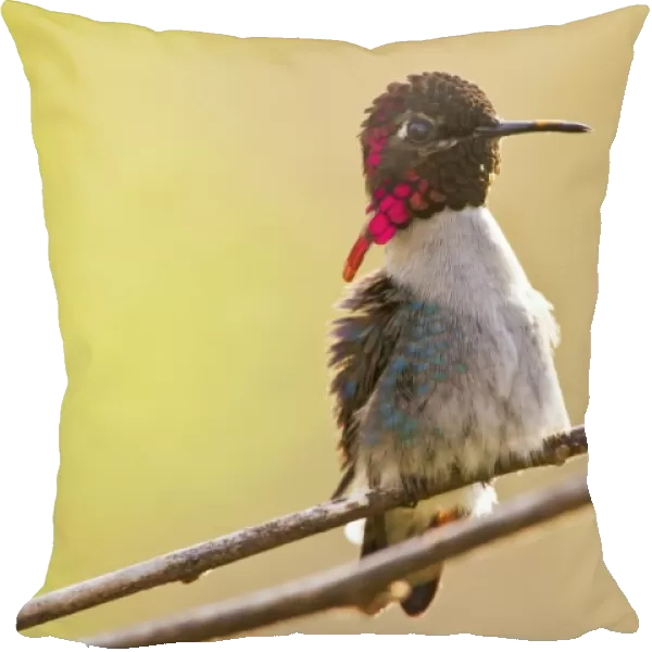 Bee Hummingbird (Mellisuga helenae) adult male, perched on twig, worlds smallest bird, Zapata Peninsula