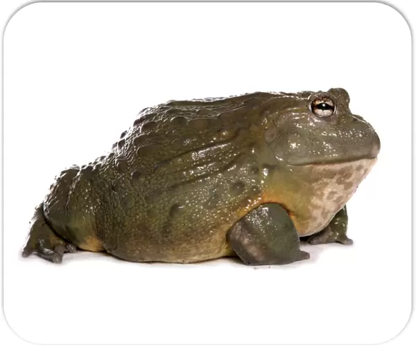 Giant Bullfrog (Pyxicephalus adspersus) adult