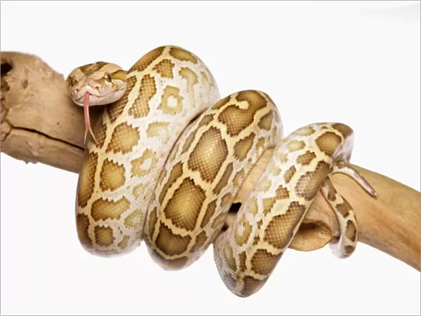 Burmese Python (Python molurus bivittatus) immature, coiled on branch