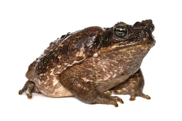 Cane Toad (Rhinella marinus) adult