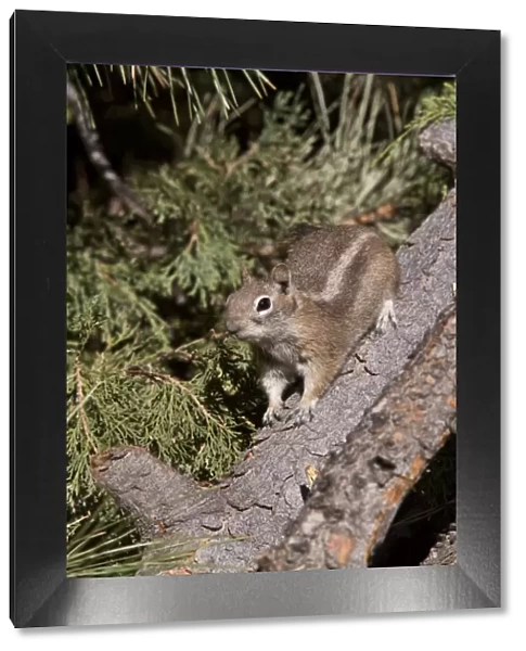 Golden-mantled Ground Squirrel (Callospermophilus lateralis) Utah USA