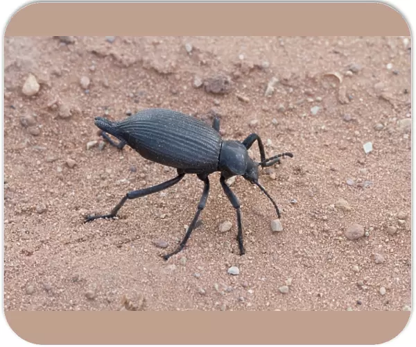 Darkling beetle from Utah USA