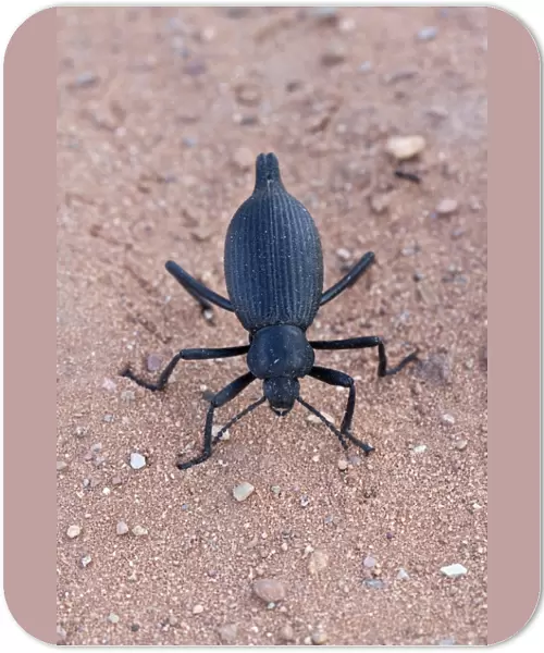 Darkling beetle from Utah USA