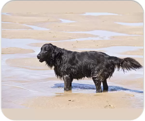 Flat coated Retriever standing in sea water on beach