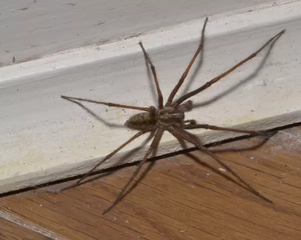 Giant House Spider (Tegenaria gigantea) adult female, on skirting board, Chipping, Lancashire, England, September