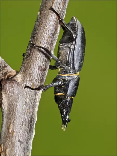 Lesser Stag Beetle (Dorcus parallelipipedus) adult, climbing down twig in garden, Belvedere, Bexley, Kent, England