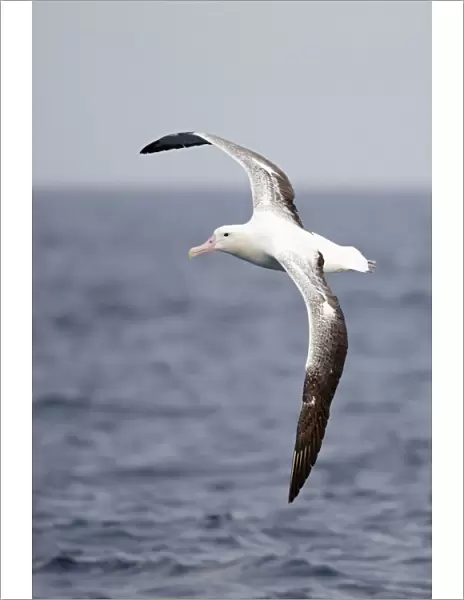 Southern Royal Albatross (Diomedea epomophora) adult, in flight over sea, off New Zealand, March