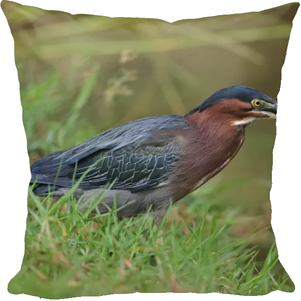 Green Heron (Butorides virescens) adult, standing in grass beside water, Tobago, Trinidad and Tobago, May