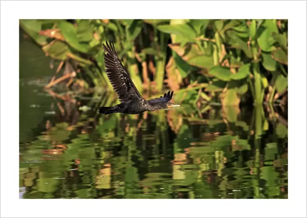 Double-crested Cormorant (Phalacrocorax auritus) adult, non-breeding plumage, in flight over water