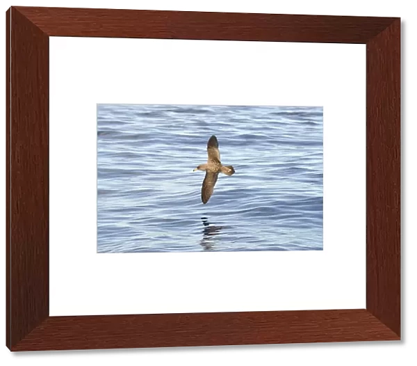 Corys Shearwater (Calonectris diomedea) adult, in flight over ocean, Azores, June