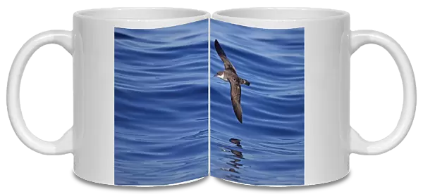 Great Shearwater (Puffinus gravis) adult, in flight over sea, Portugal, October