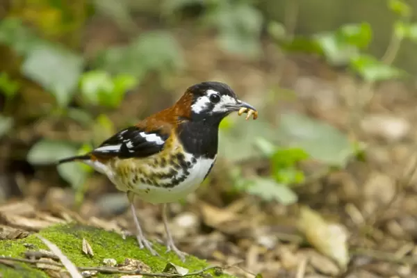 Chestnut-backed Thrush (Zoothera dohertyi) adult, with food in beak, standing on ground