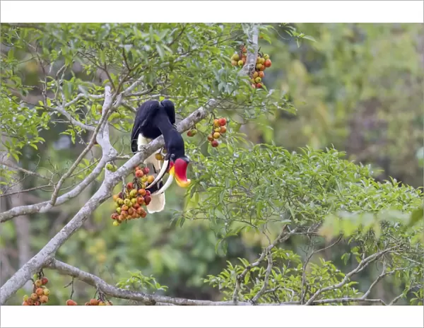 Rhinoceros Hornbill (Buceros rhinoceros borneoensis) adult male, feeding on fruit in fig tree, Malaysian Borneo