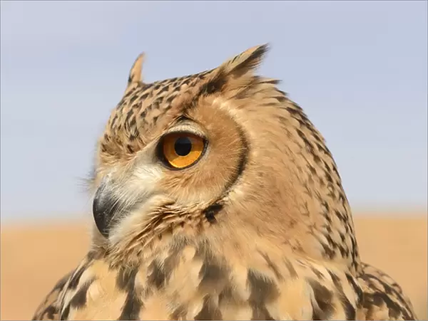 Pharaoh Eagle-owl (Bubo ascalaphus) adult, close-up of head, Dubai Desert Conservation Reserve, Al Maha, Dubai
