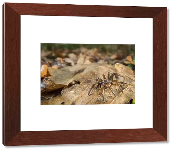 Trapdoor Spider (Nemesia sp. ) new undescribed species, adult, on leaf litter, Italy, November