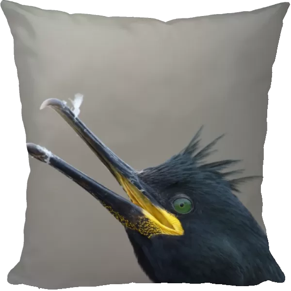European Shag (Phalacrocorax aristotelis) adult, breeding plumage, close-up of head, displaying with beak open
