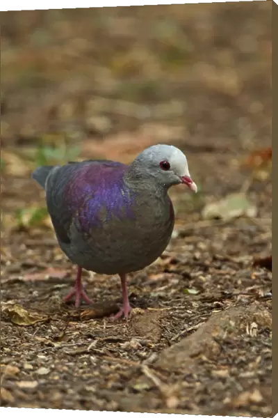 Grey-fronted Quail-dove (Geotrygon caniceps) adult, walking on forest floor, Zapata Peninsula, Matanzas Province, Cuba